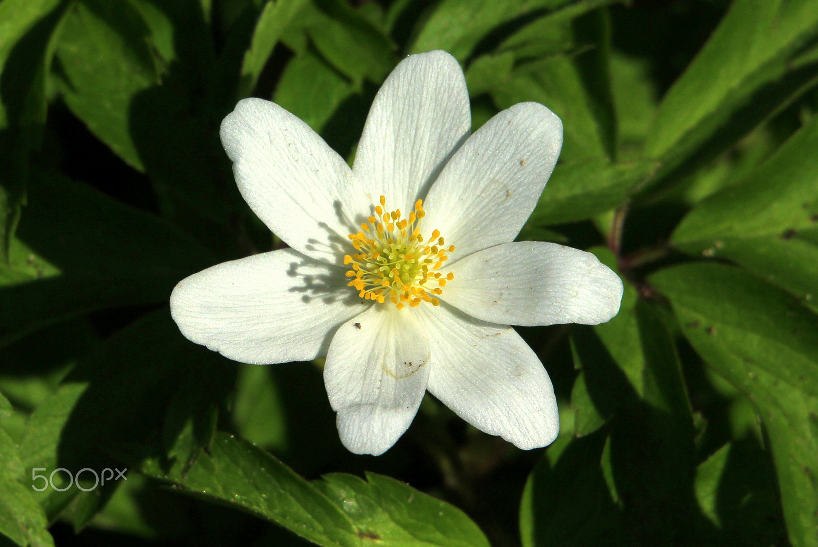 Canon EOS 700D (EOS Rebel T5i / EOS Kiss X7i) sample photo. Yellow midle of white... photography