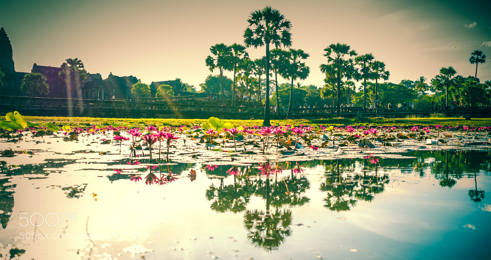 Nikon D5500 sample photo. Lotus pond in front photography