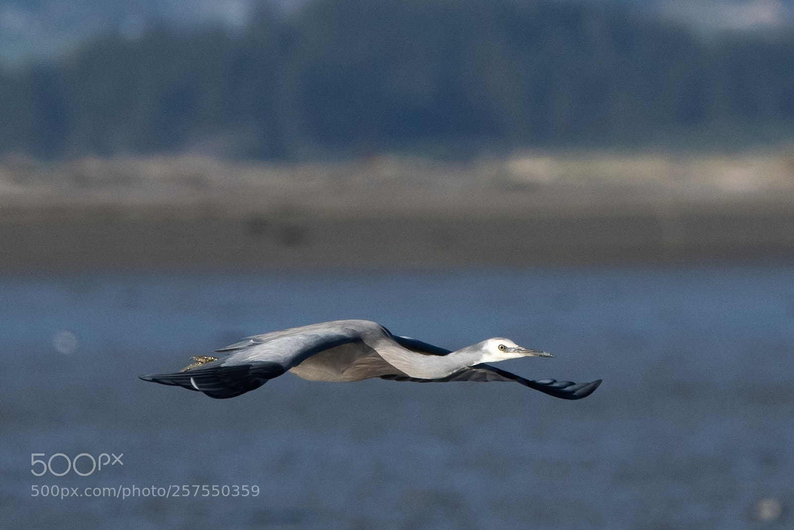 Nikon D500 sample photo. White-faced heron matuku moana photography
