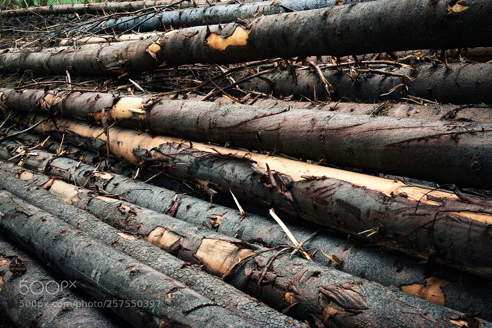 Nikon D5500 sample photo. Stack of spruce trees photography