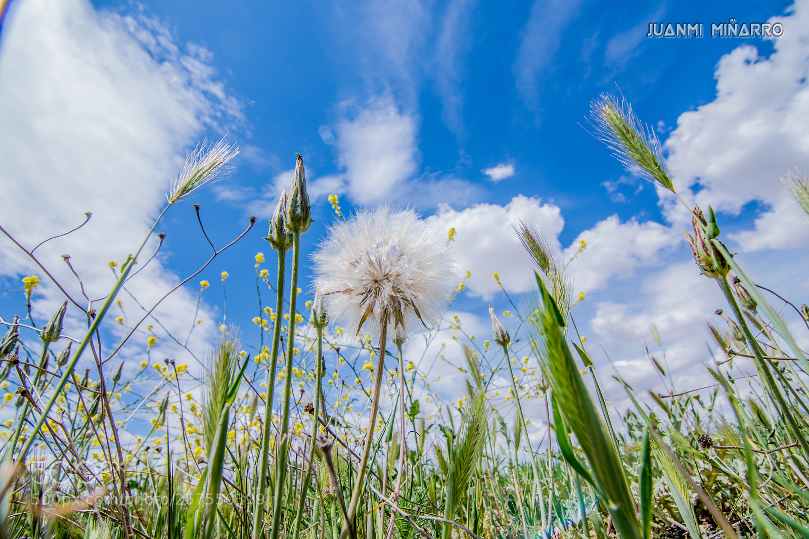 Nikon D7200 sample photo. Growing plants photography