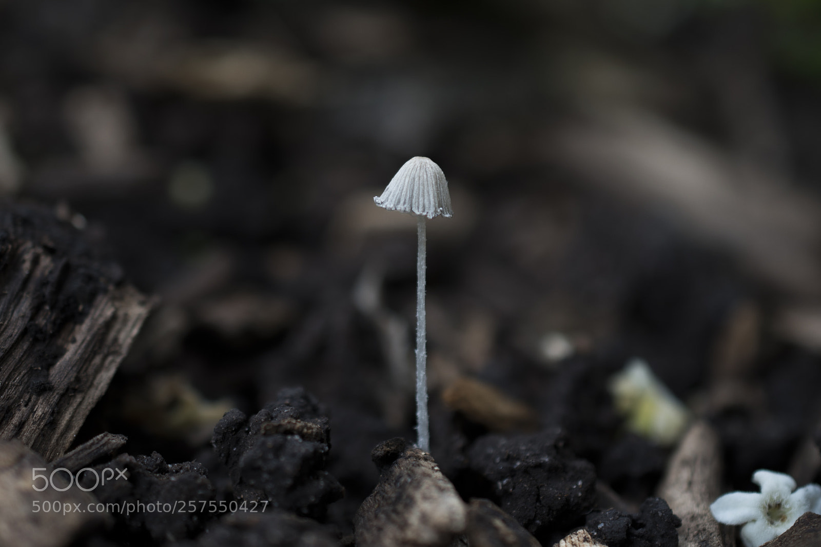 Nikon D750 sample photo. Delicate photography