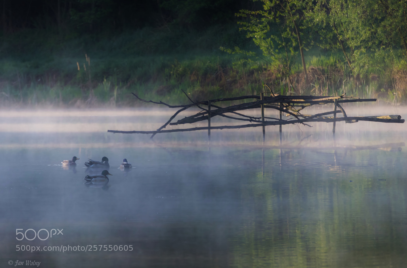 Nikon D3300 sample photo. Duck idyll - iv photography