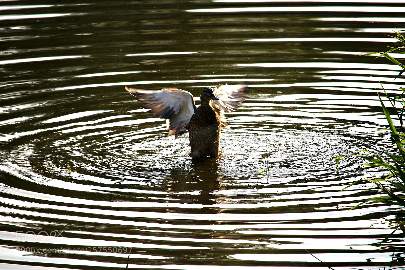 Canon EOS 100D (EOS Rebel SL1 / EOS Kiss X7) sample photo. Duck photography