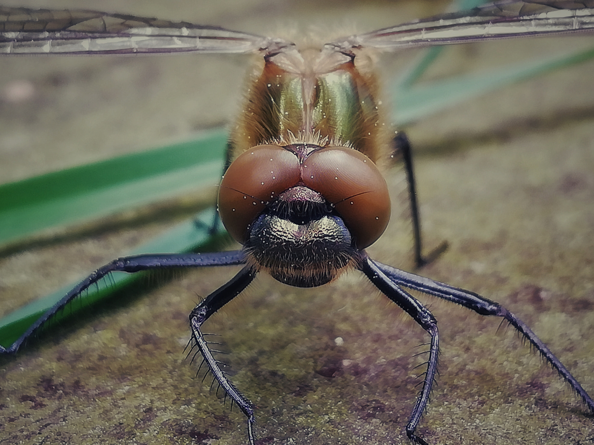 HUAWEI Mate 10 Lite sample photo. Ważka photography