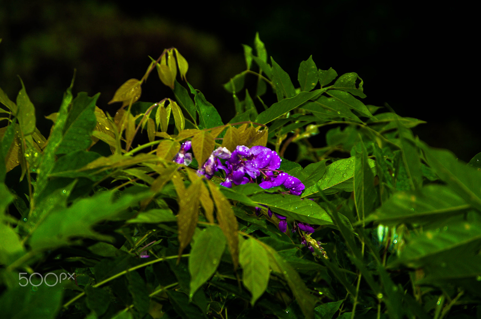 Pentax K-7 sample photo. Glycine violette photography