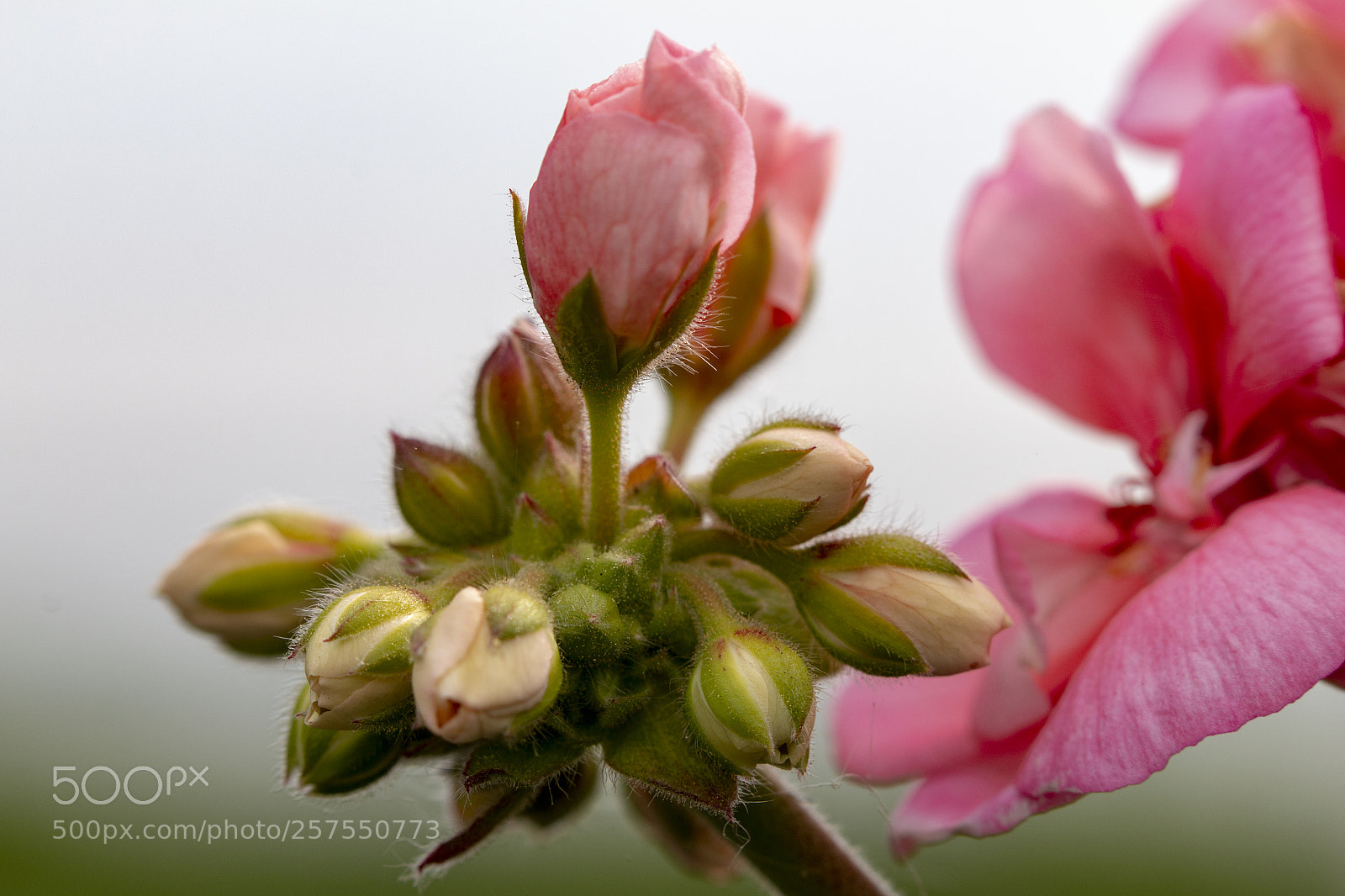 Canon EOS 70D sample photo. I love macro photography
