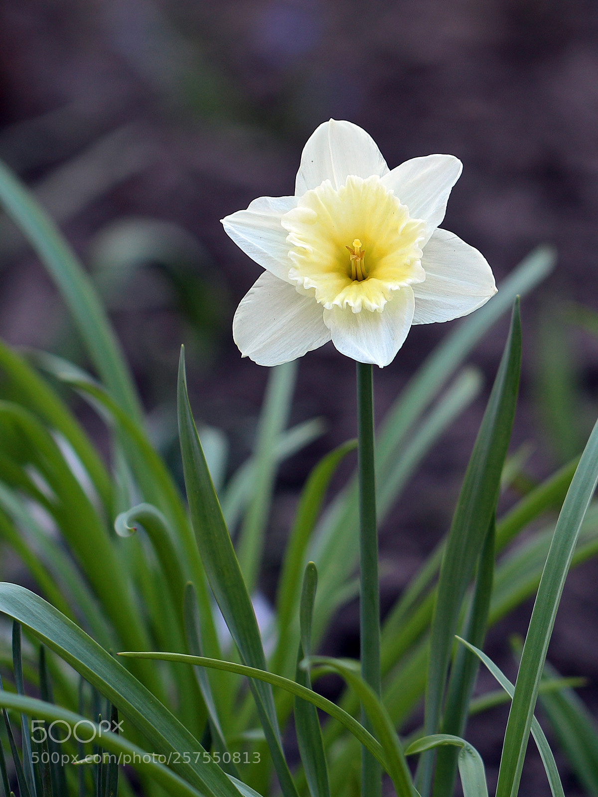 Canon EOS 100D (EOS Rebel SL1 / EOS Kiss X7) sample photo. Narcissus photography