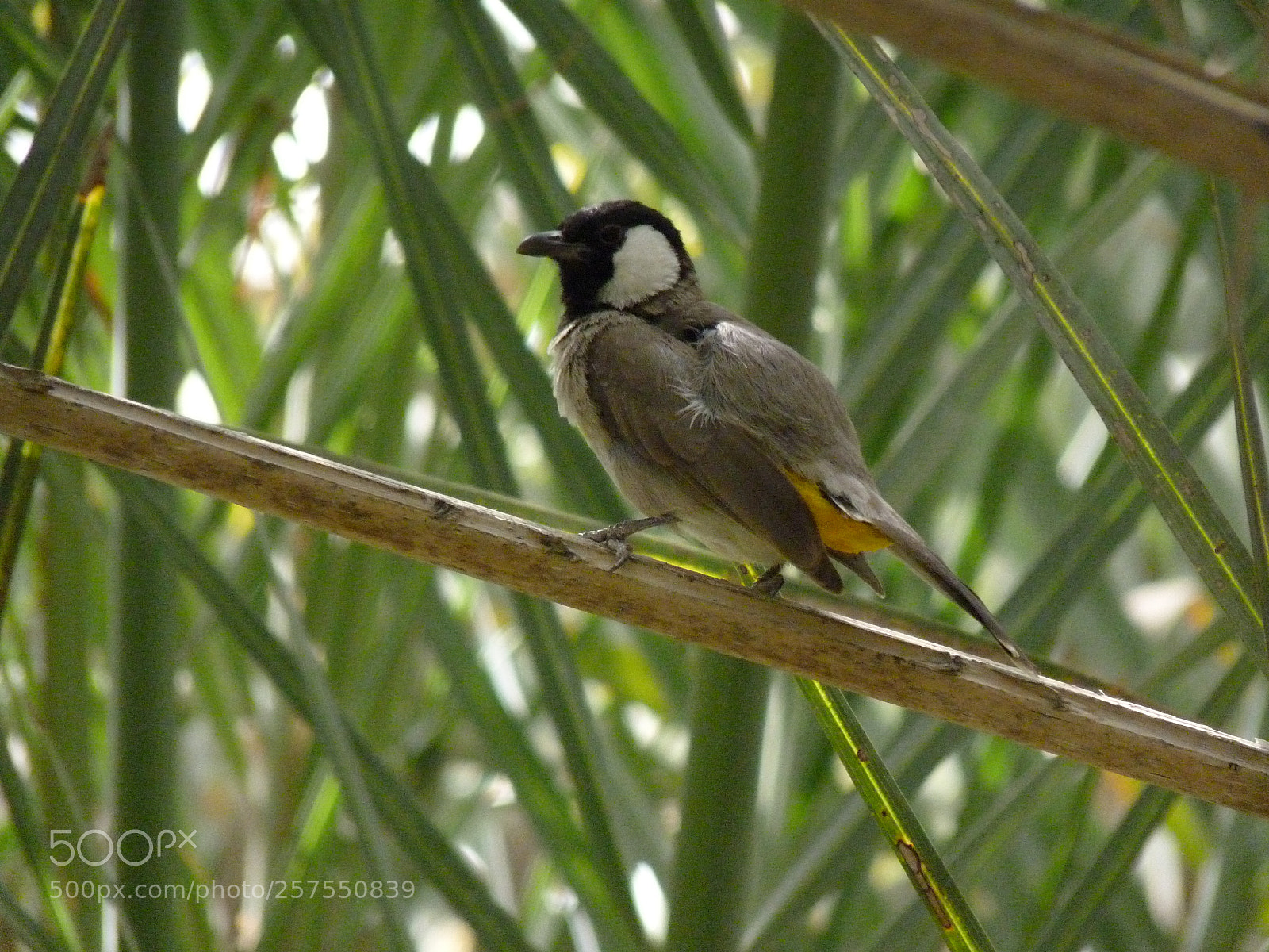 Panasonic Lumix DMC-FZ35 (Lumix DMC-FZ38) sample photo. In the wilderness of photography