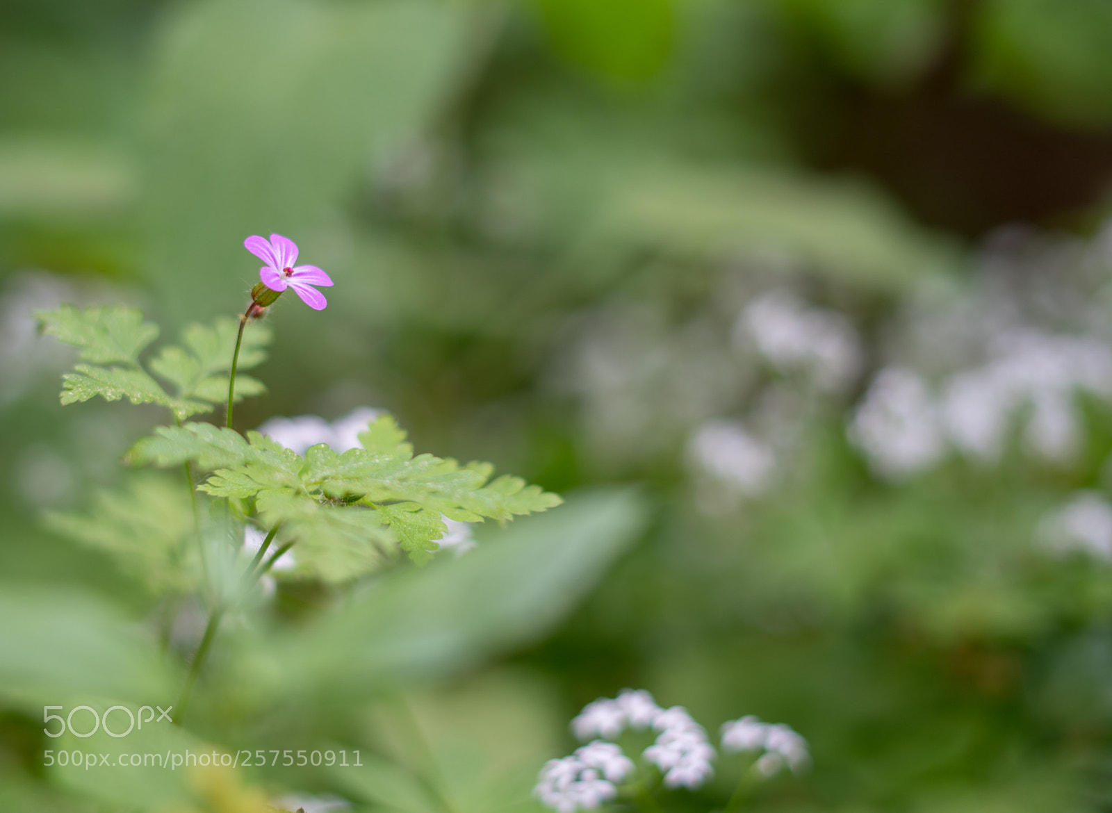 Sony a7R II sample photo. Ruellien - ruellia photography