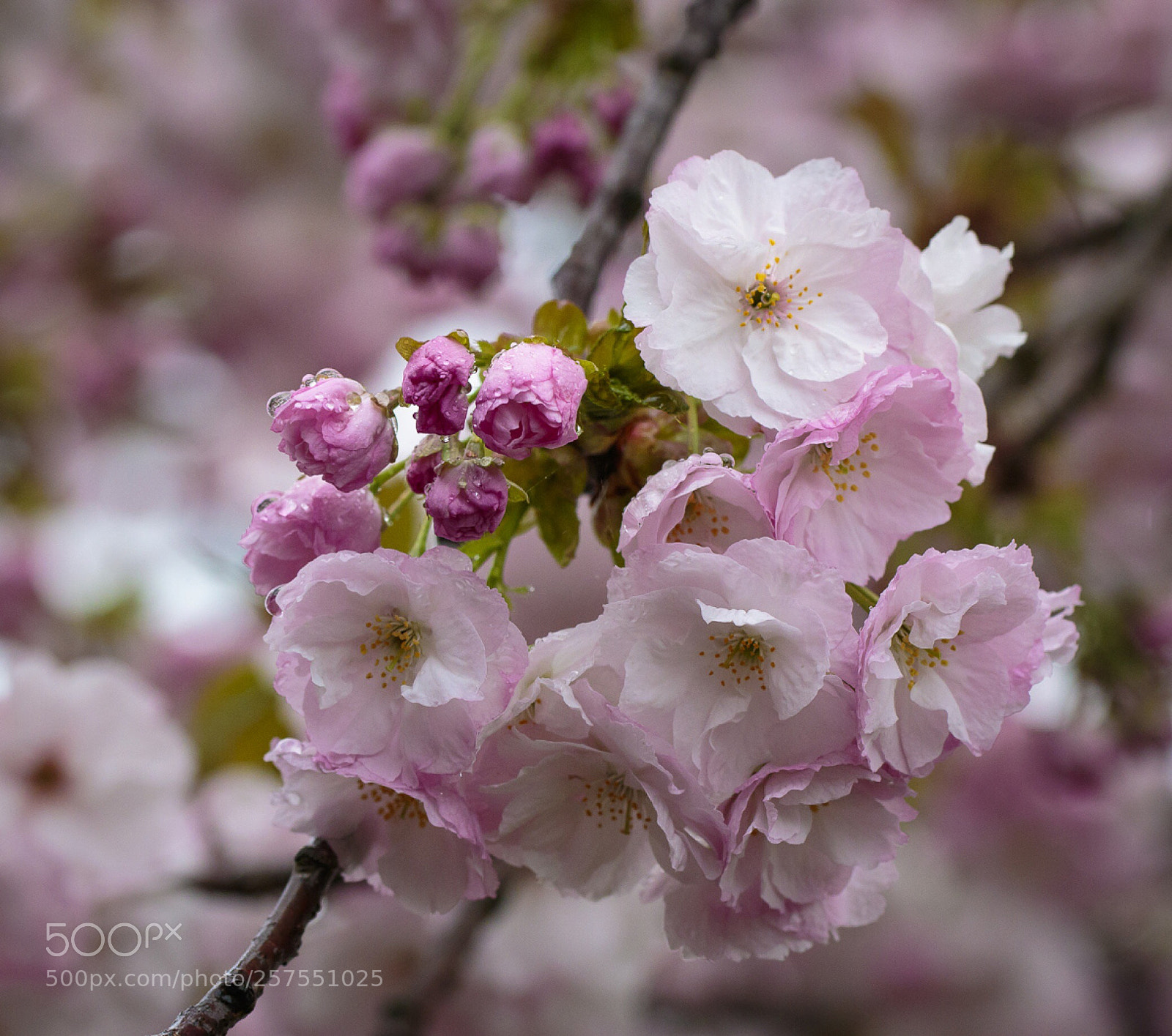 Canon EOS 7D Mark II sample photo. Blossom  photography
