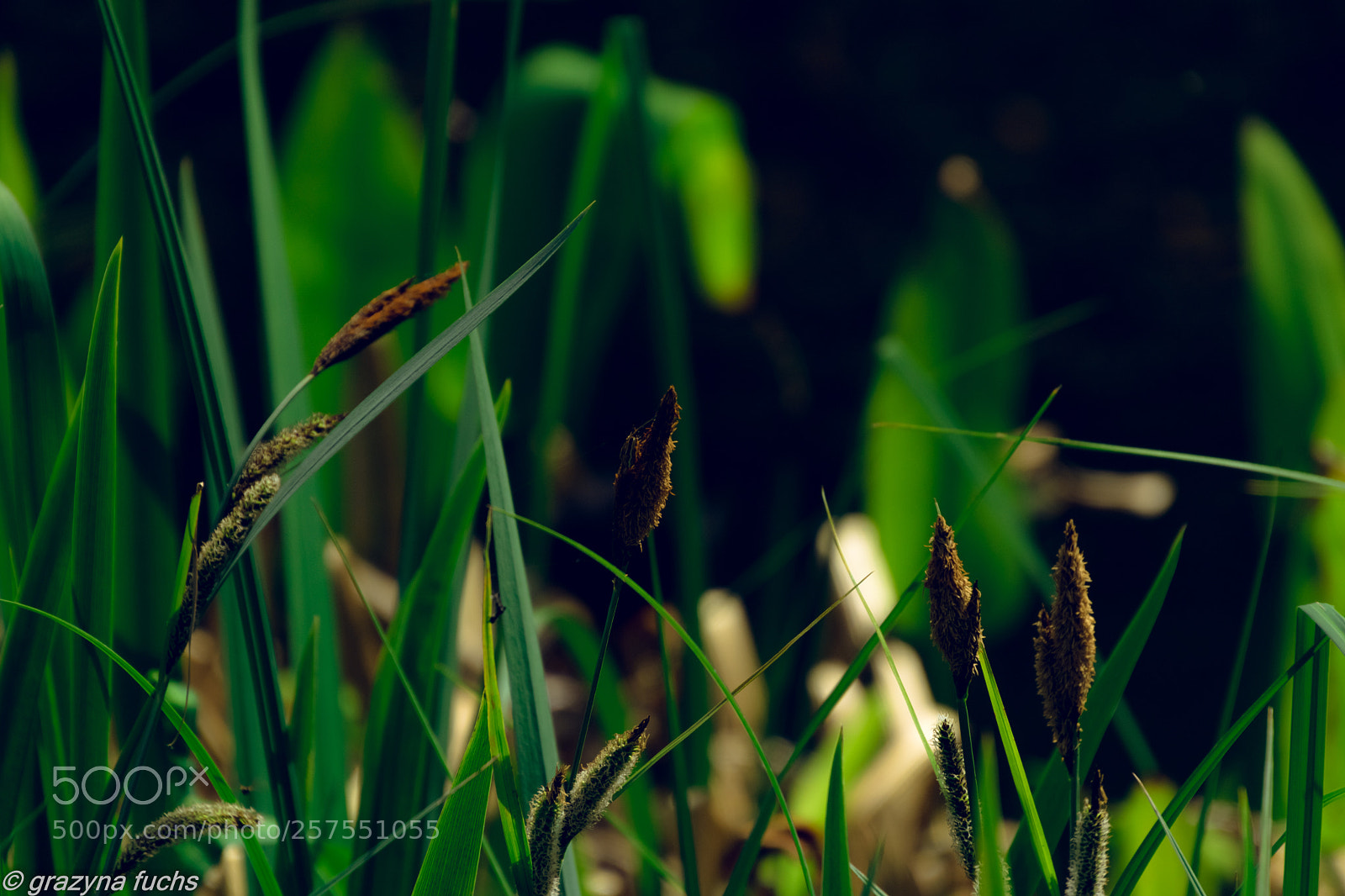 Nikon D3300 sample photo. Nature's handiwork is on photography