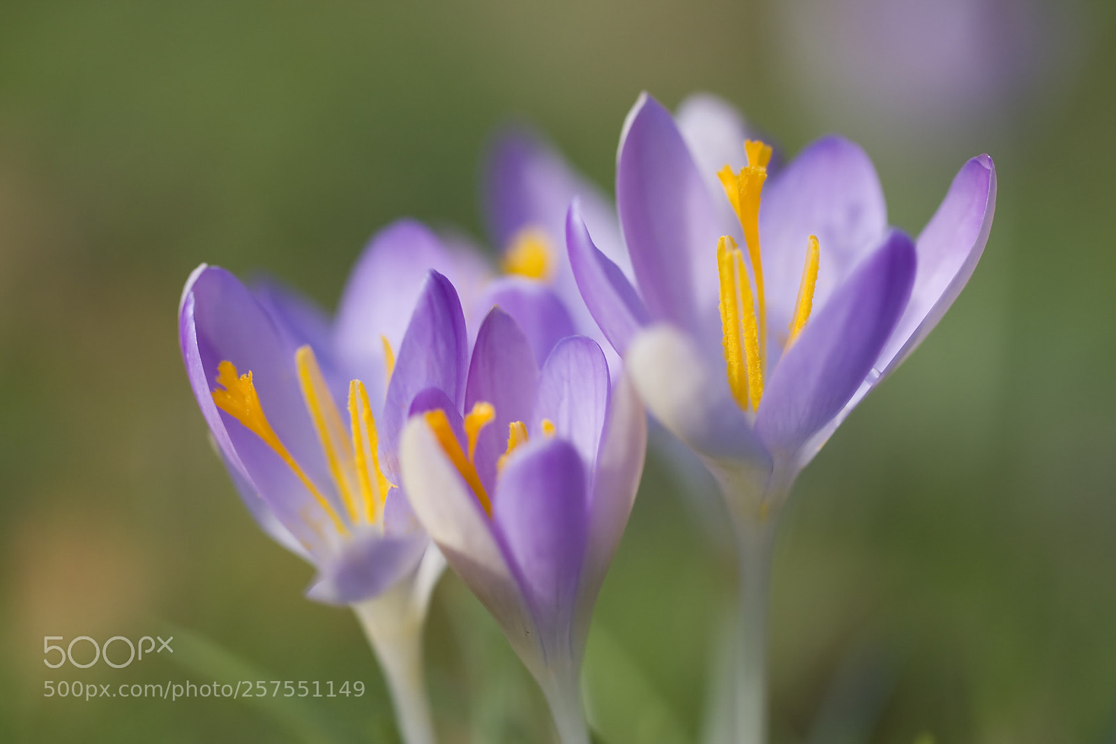 Canon EOS 40D sample photo. Crocuses  photography