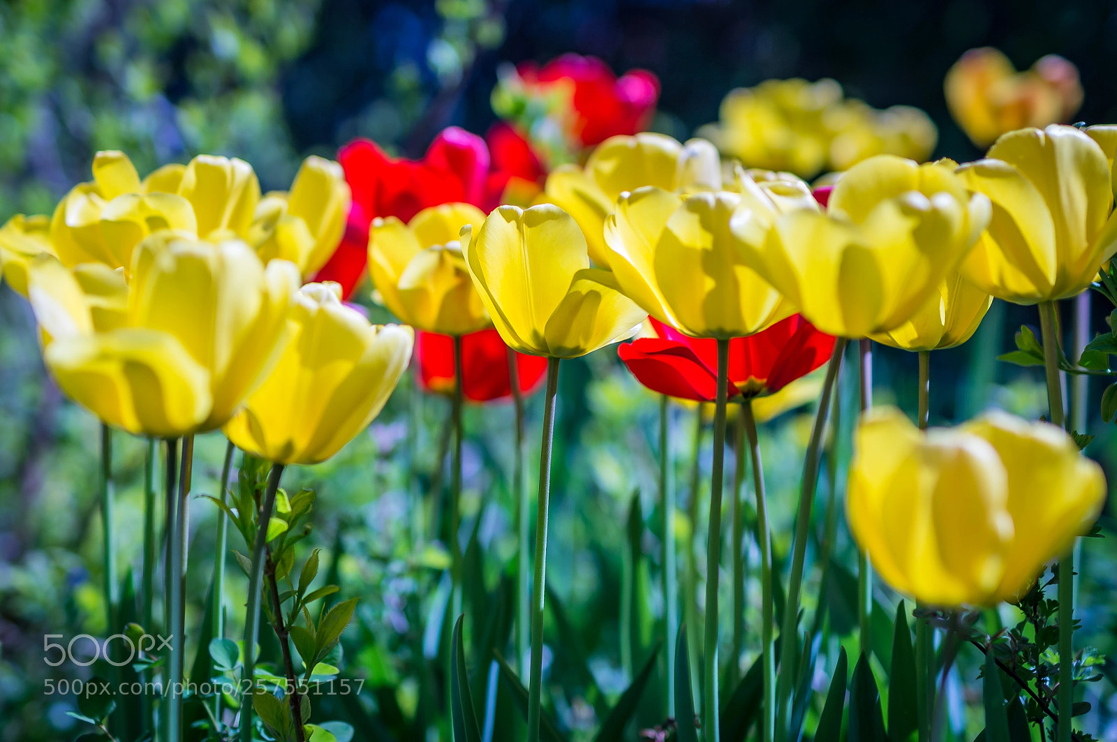 Sony SLT-A55 (SLT-A55V) sample photo. Tulips photography
