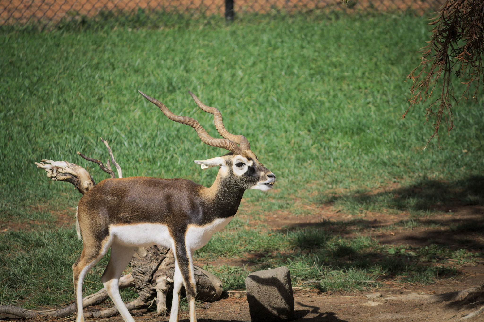 Canon EF-S 55-250mm F4-5.6 IS sample photo. Blackbuck nat zoo photography