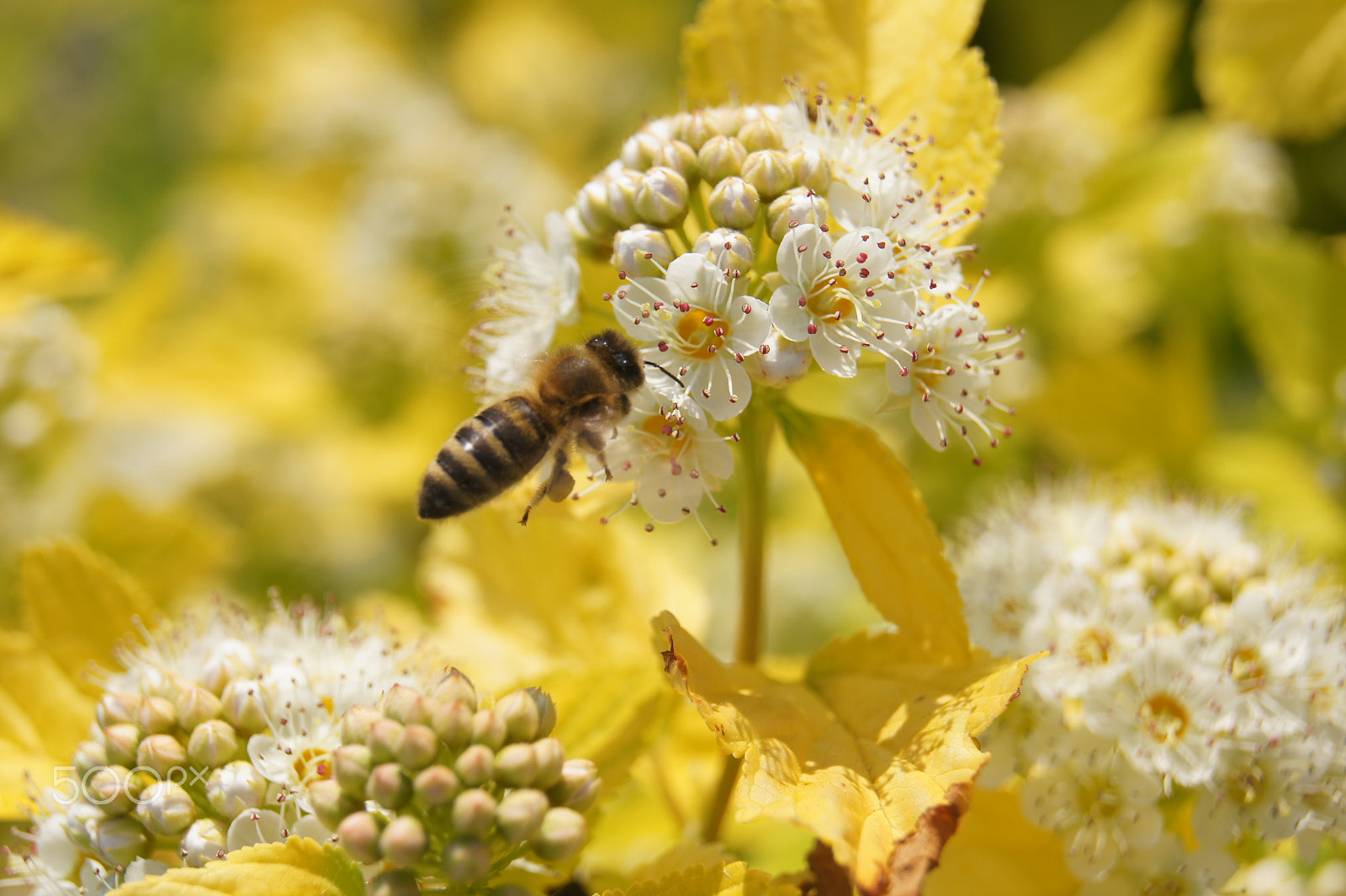 Sony SLT-A33 sample photo. Bee photography