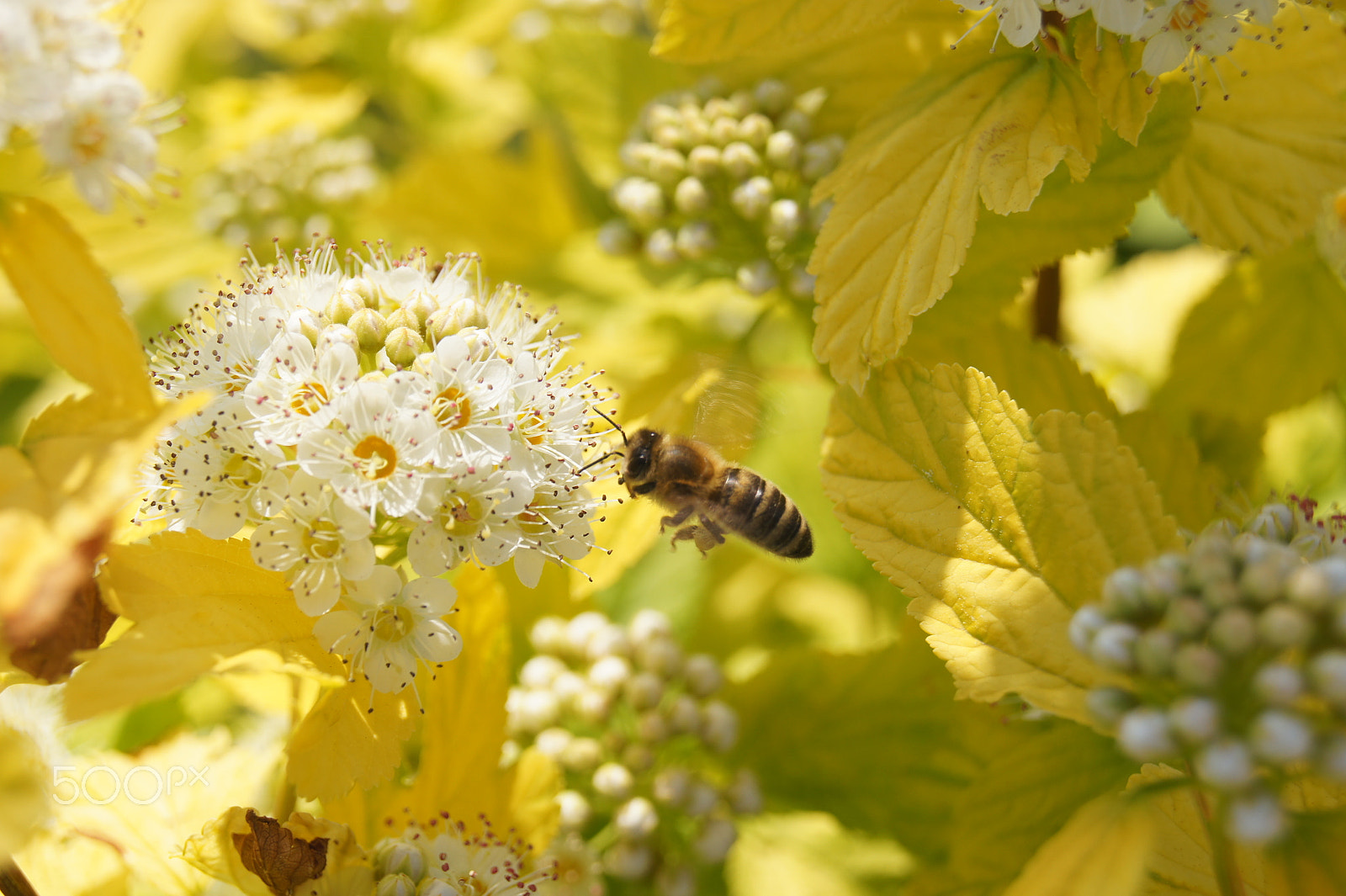 Sony SLT-A33 sample photo. Bee photography