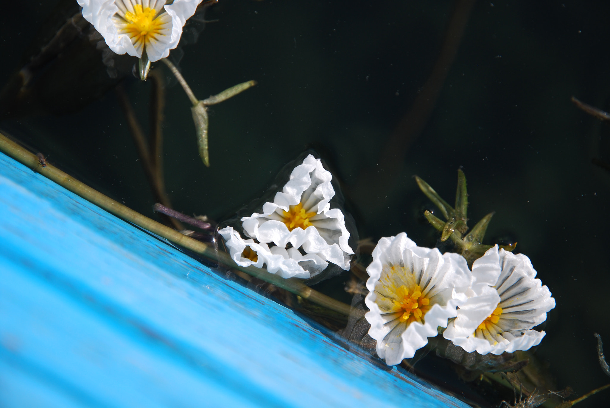 Nikon D40X sample photo