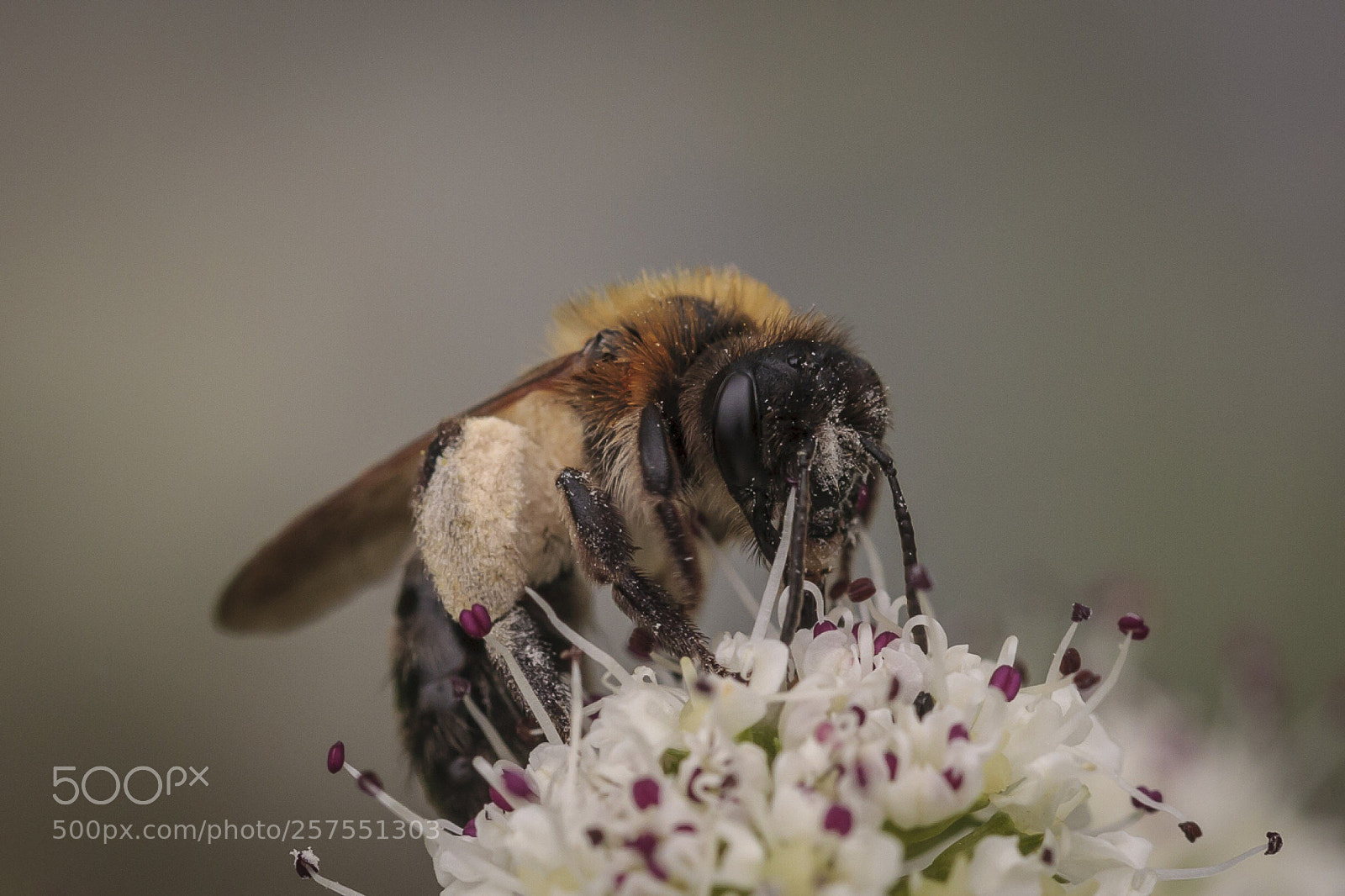 Canon EOS 40D sample photo. Bee photography