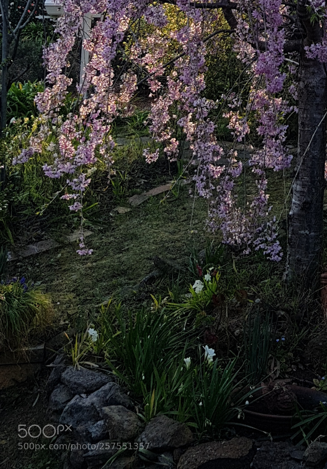Samsung Galaxy S8+ sample photo. Blossom4 photography