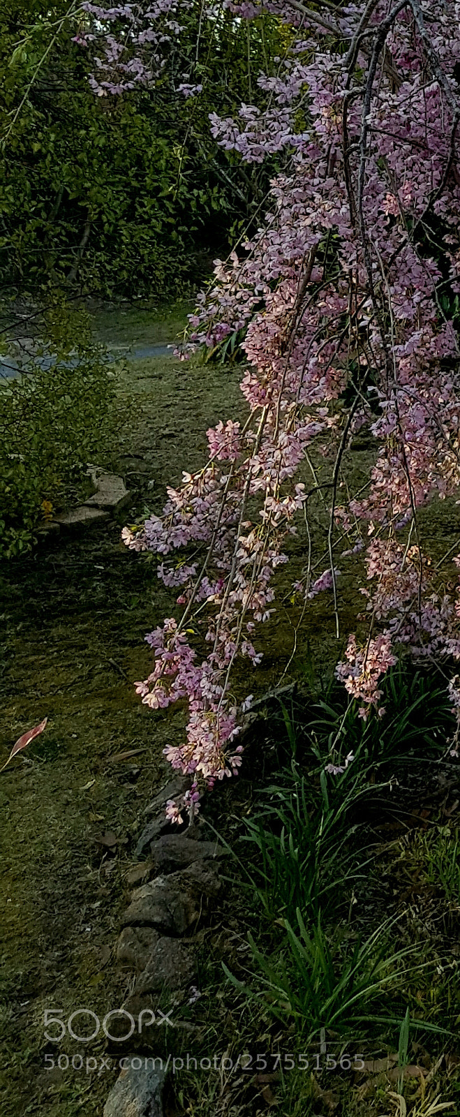 Samsung Galaxy S8+ sample photo. Blossom5 photography