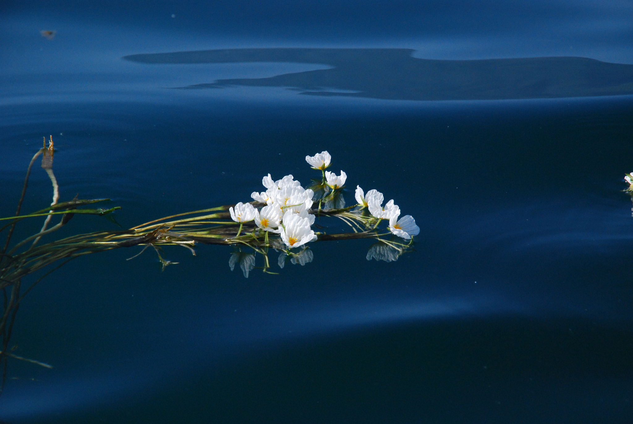 Nikon D40X sample photo