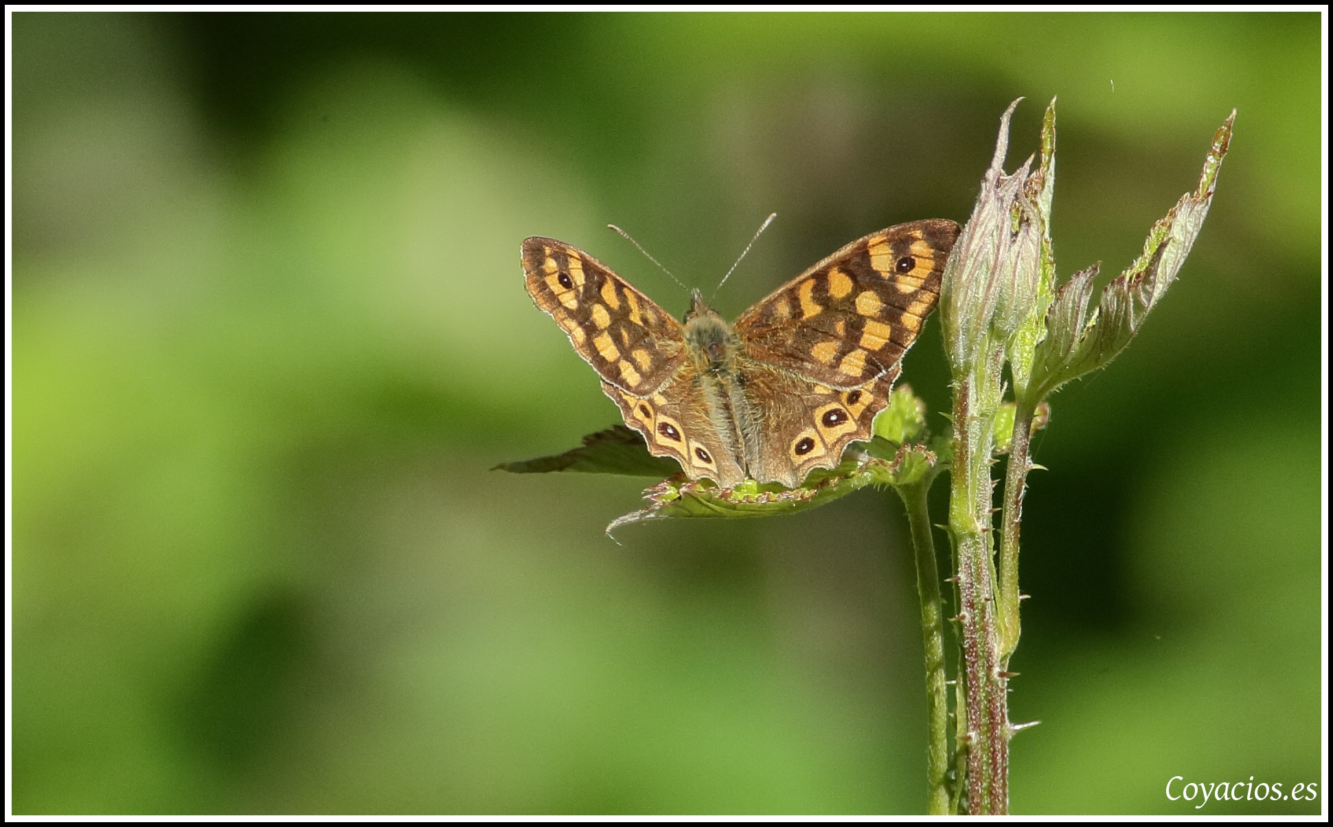 Canon EOS-1D Mark III sample photo. Pararge aegeria ♂ photography