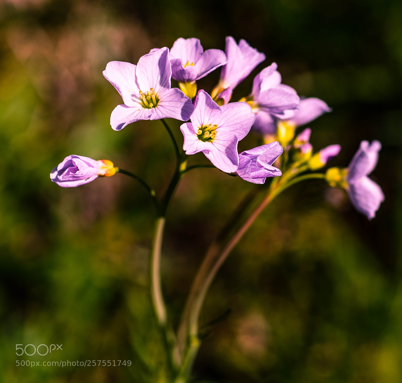 Nikon D750 sample photo. Broad leafed willow herb photography