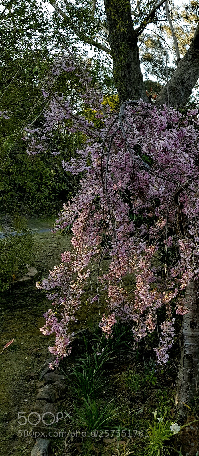 Samsung Galaxy S8+ sample photo. Blossom6 photography