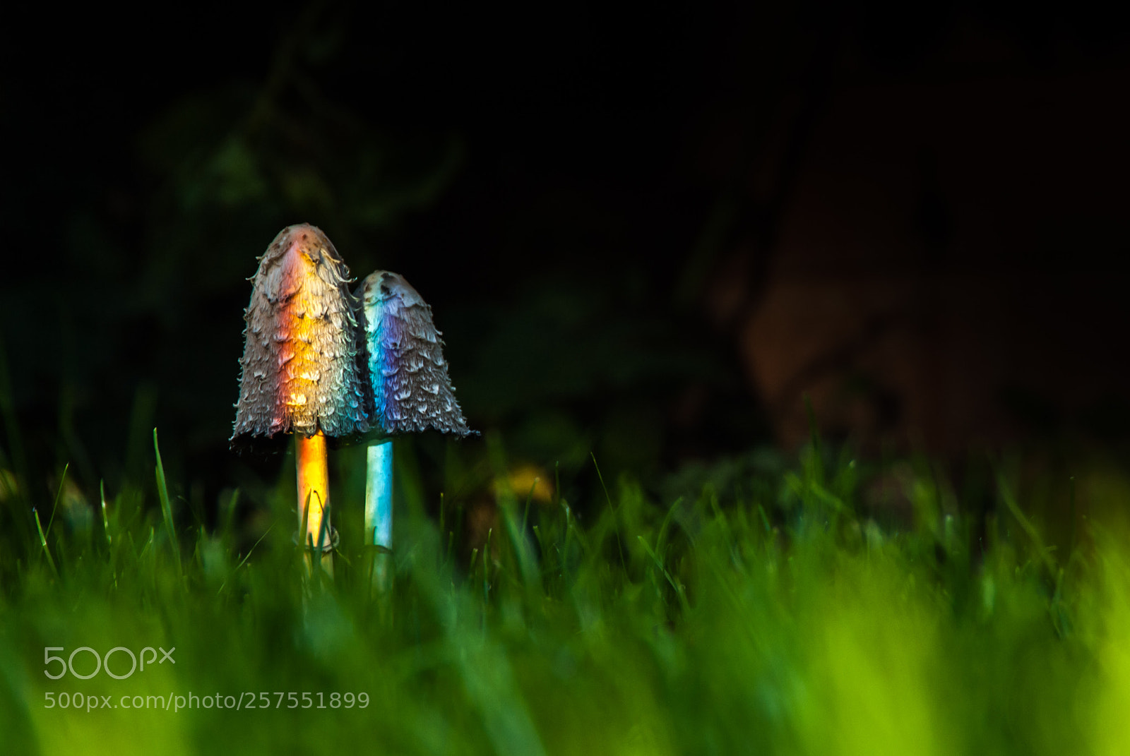 Nikon D200 sample photo. Mushrooms photography