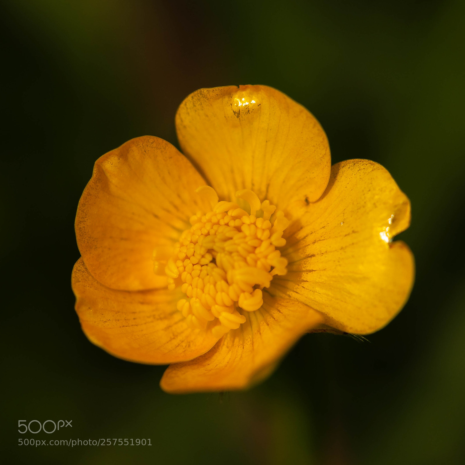 Nikon D750 sample photo. Marsh marigold or kingcup photography
