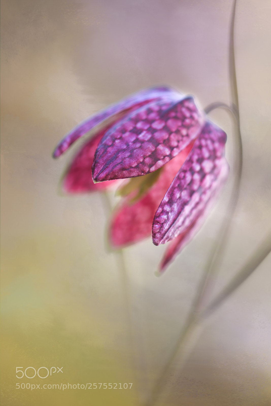 Nikon D610 sample photo. Checkered lily photography