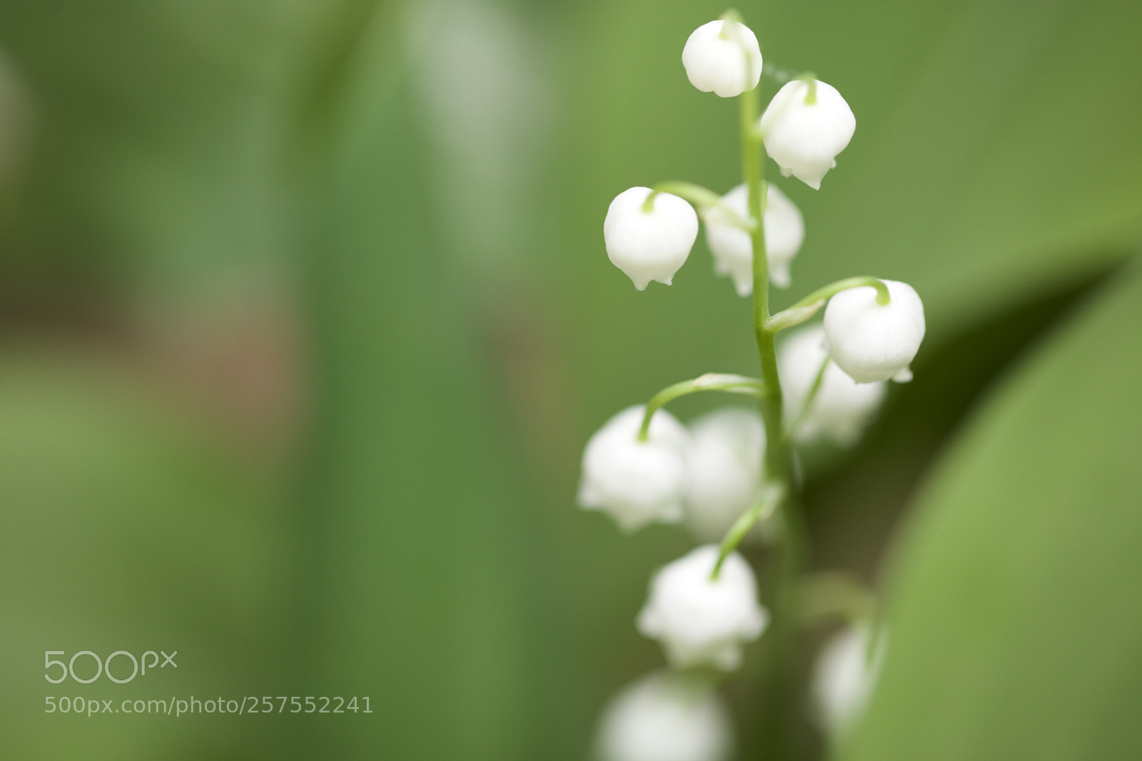 Canon EOS 5DS sample photo. May-lily photography