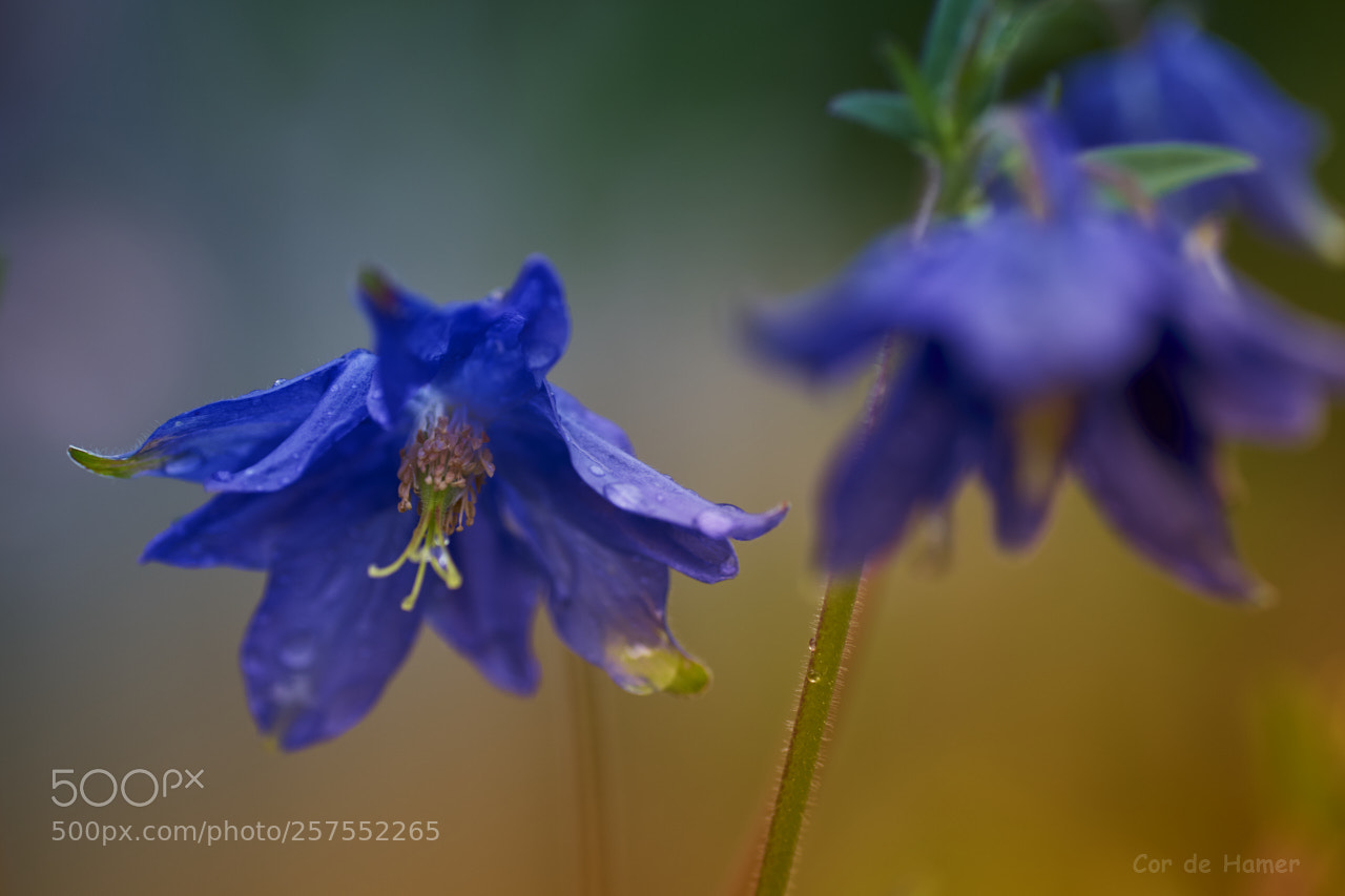 Sony SLT-A99V sample photo. Blue aquilegia photography