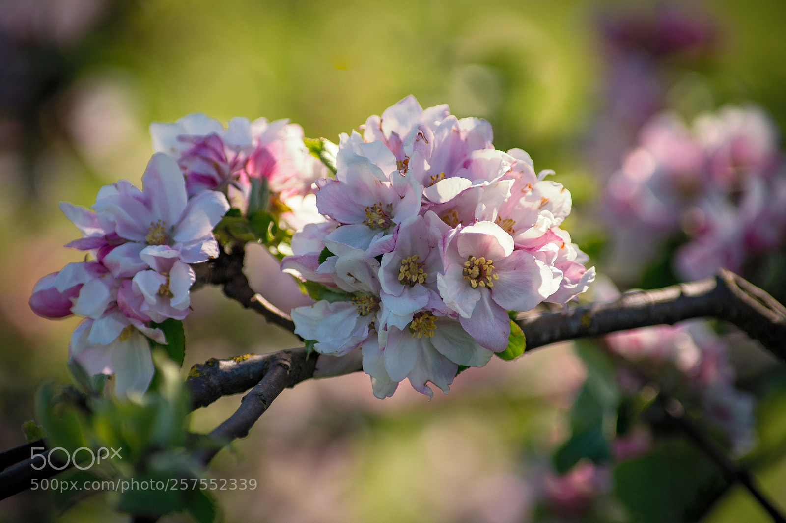Canon EOS 6D sample photo. Blossom at the branch photography