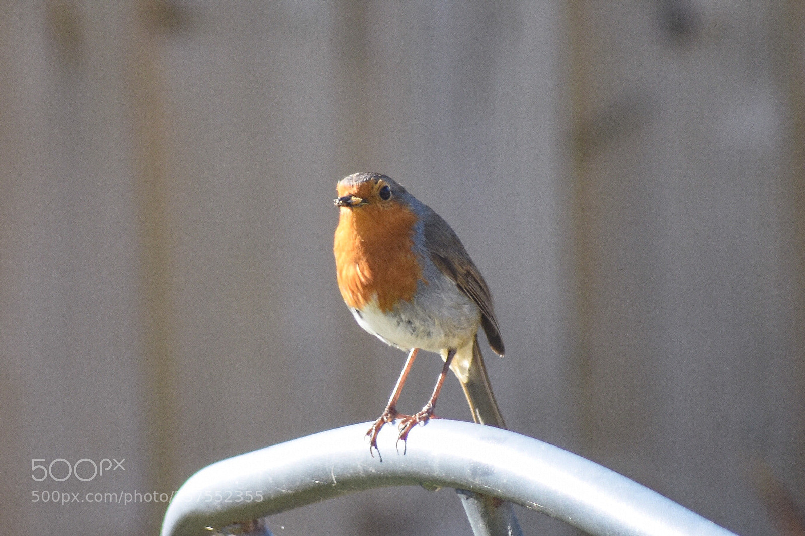 Nikon D7200 sample photo. Robin in the garden  photography