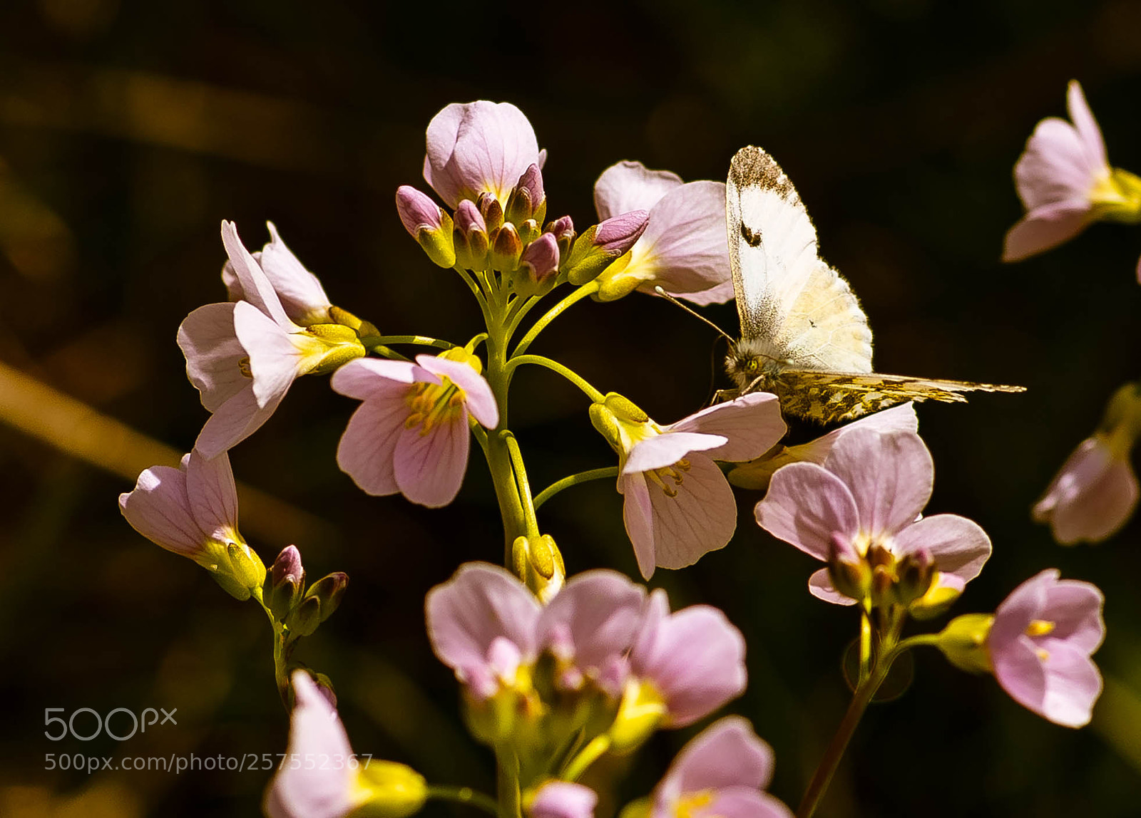 Nikon D750 sample photo. Large white  butterfly photography