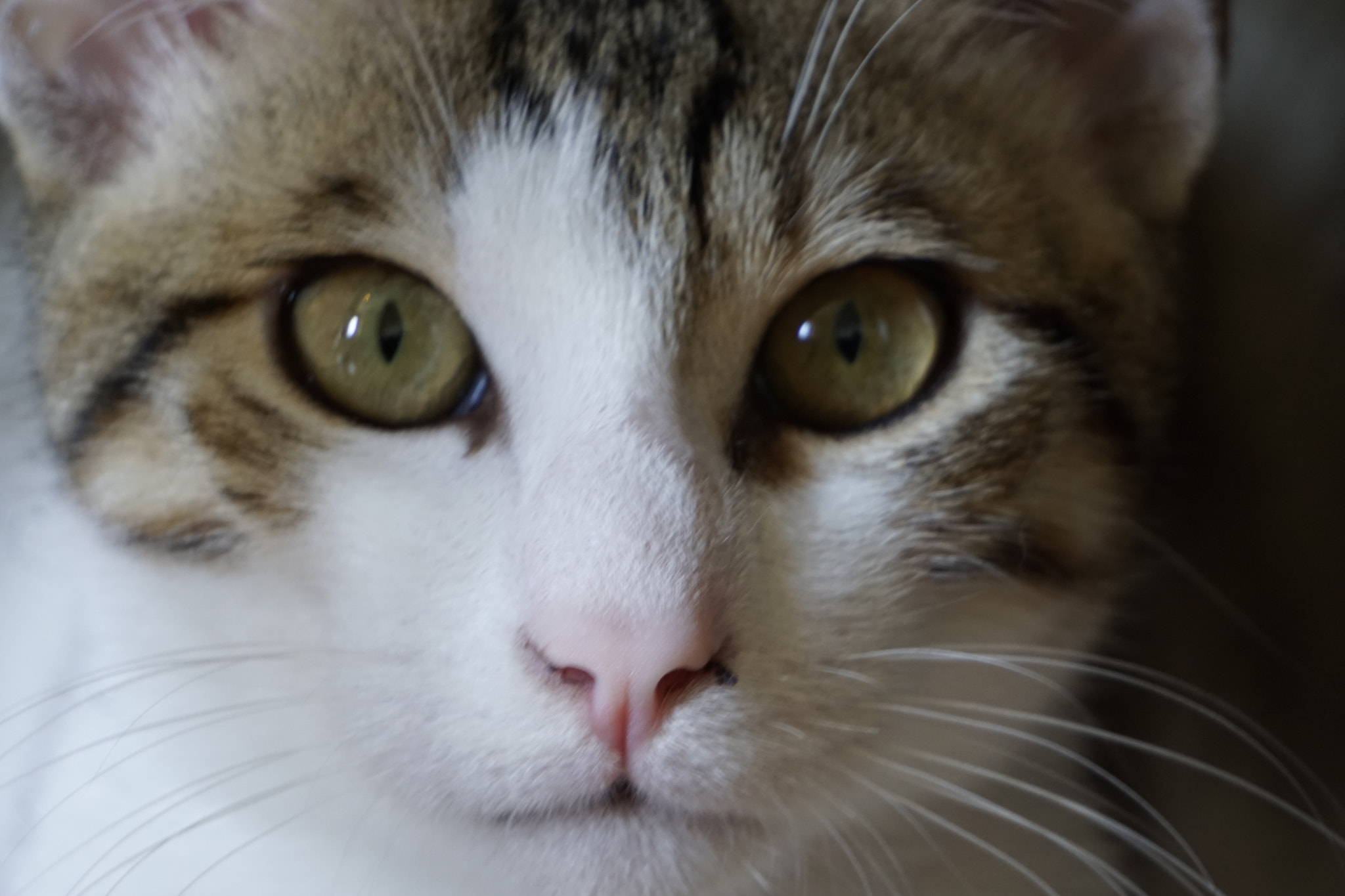 Sony E 55-210mm F4.5-6.3 OSS sample photo. Wild look photography