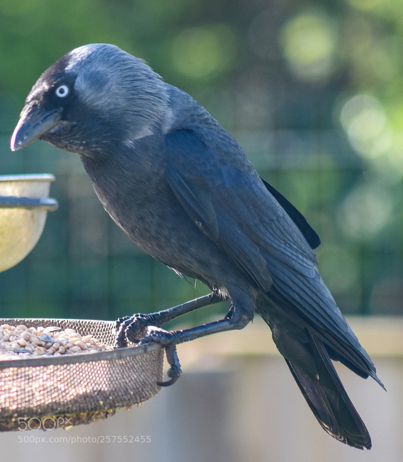 Nikon D7200 sample photo. The crow photography