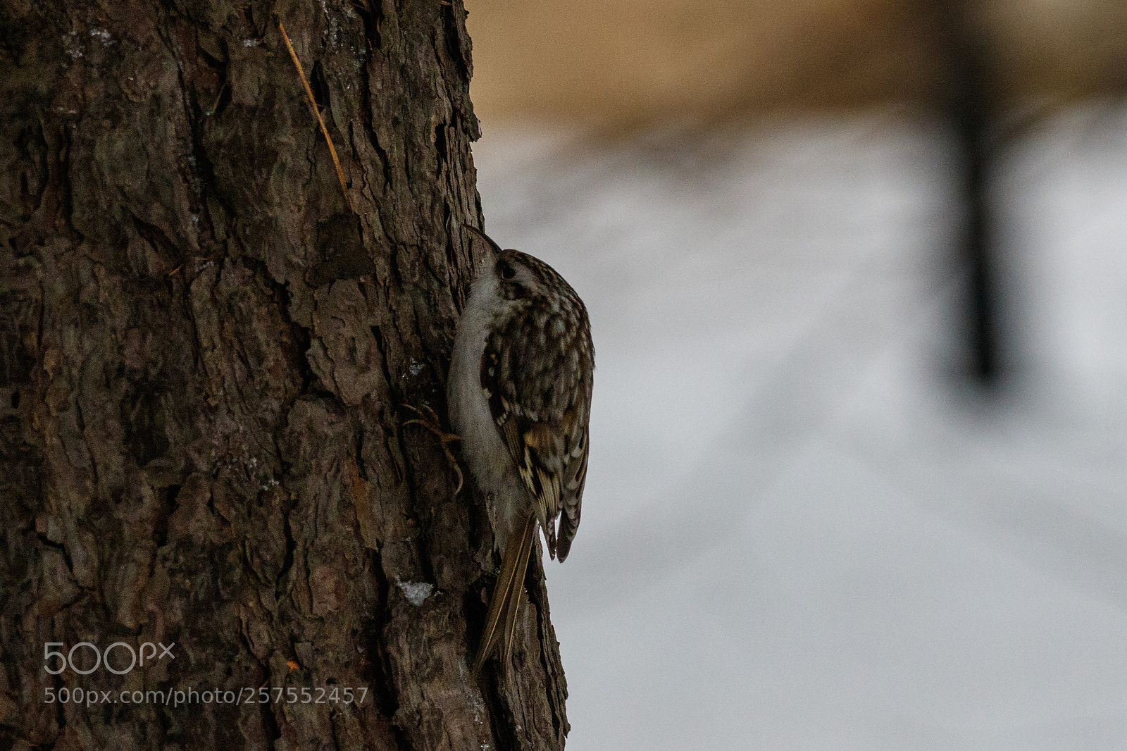 Canon EOS 7D Mark II sample photo. Treecreeper (*) photography