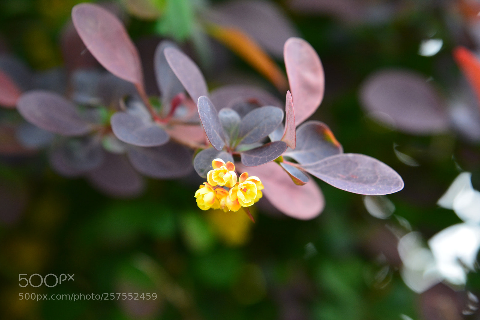 Nikon D7100 sample photo. Rote berberitzenblüte photography