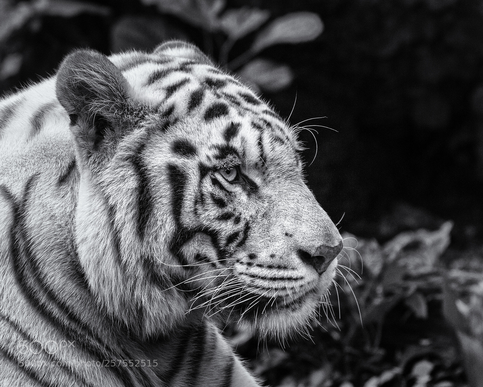 Canon EOS 7D sample photo. White tiger photography