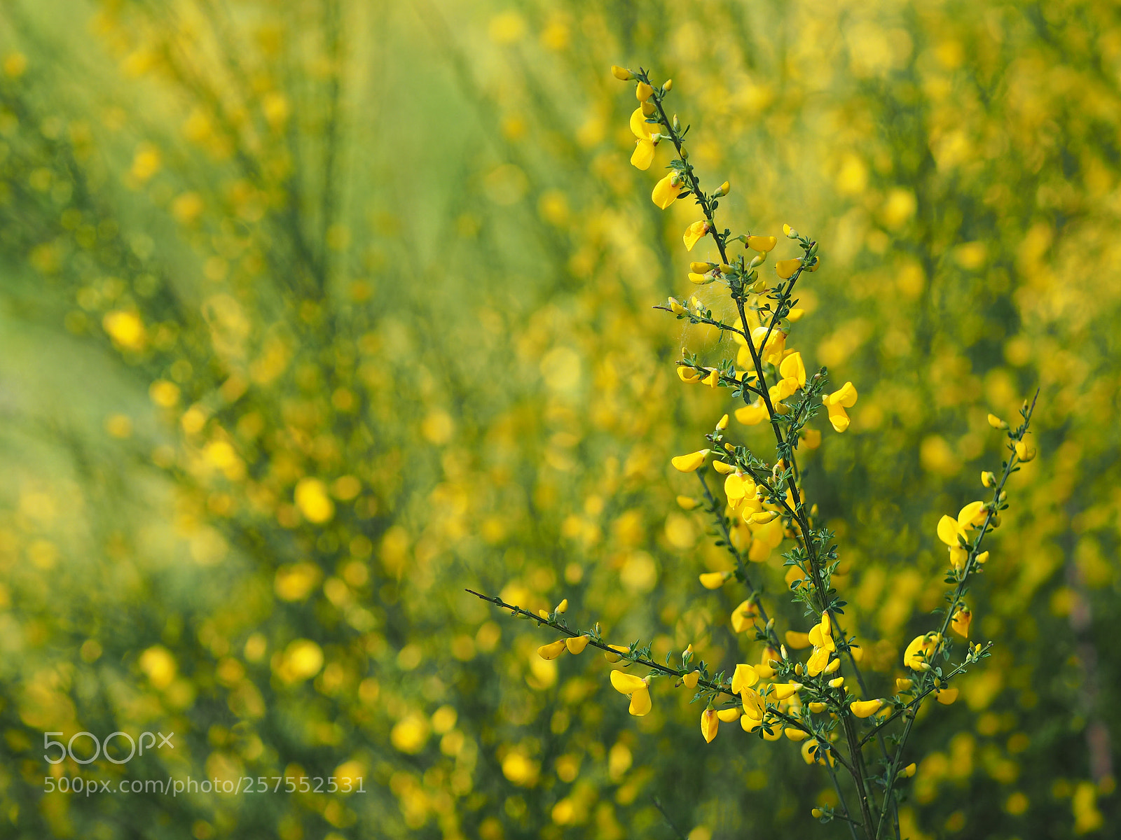 Olympus OM-D E-M5 II sample photo. Ginster photography