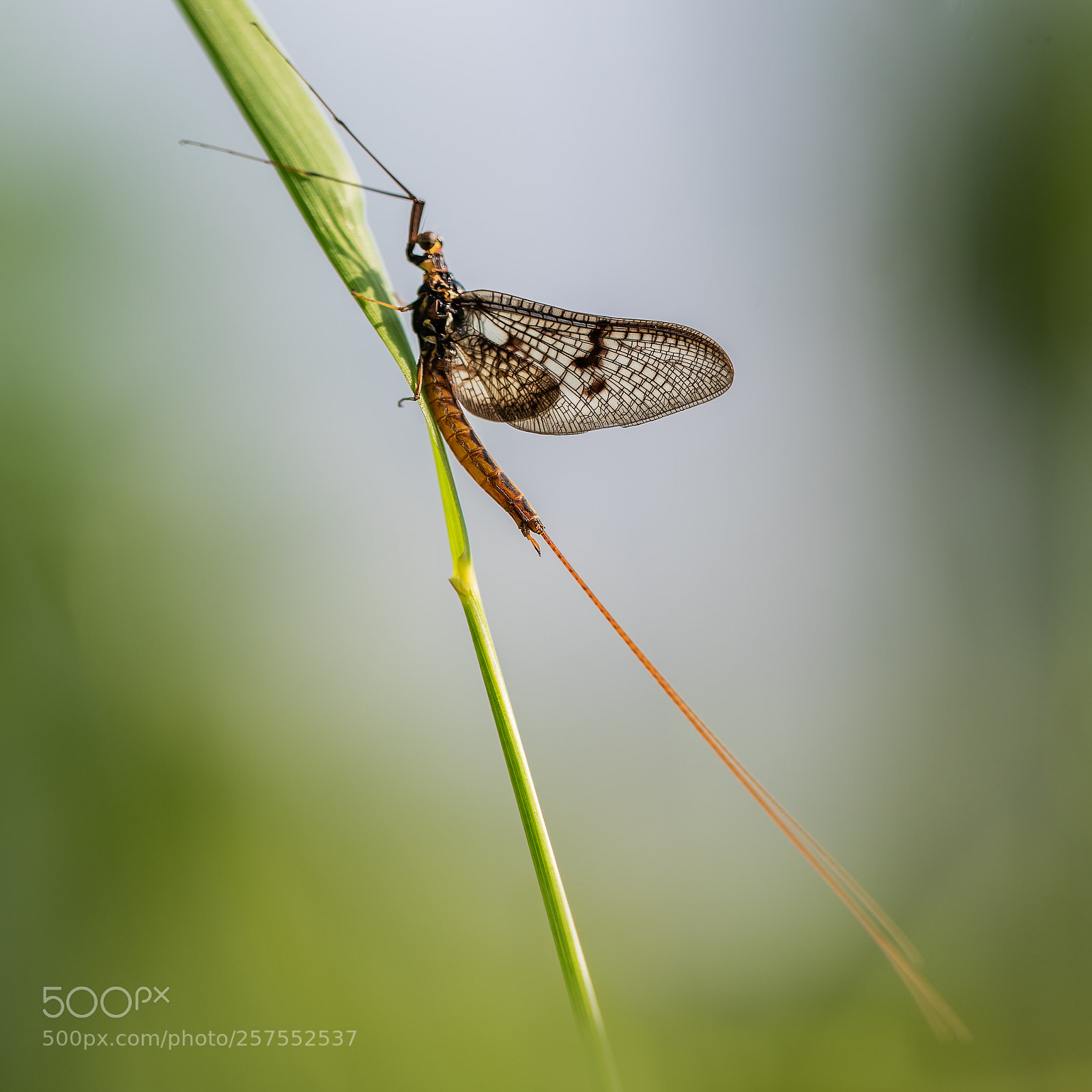 Nikon D750 sample photo. Big mayfly ephemera danica photography