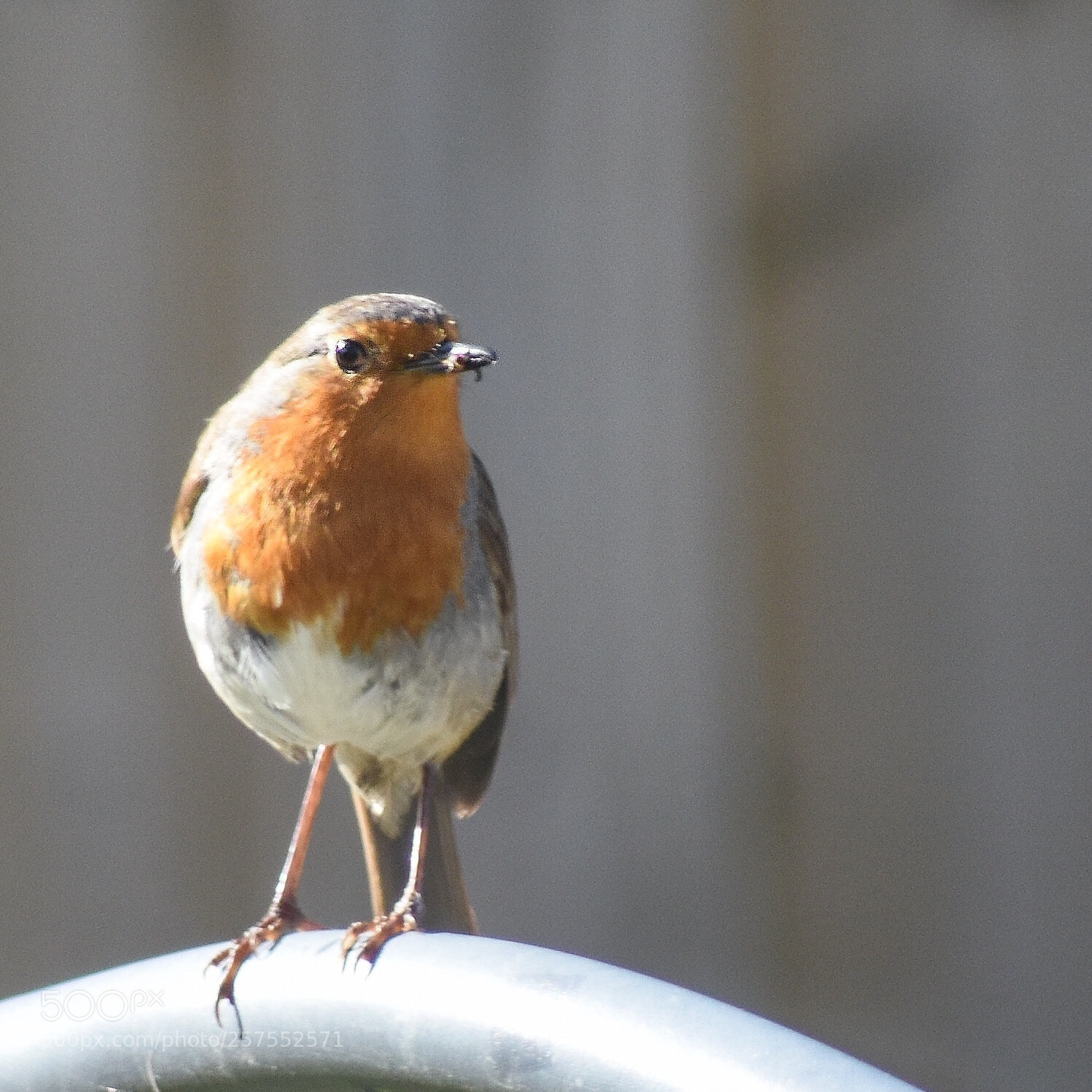 Nikon D7200 sample photo. Robin in our garden  photography