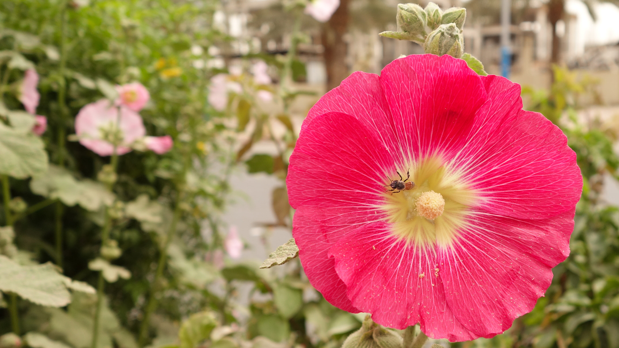 Sony Cyber-shot DSC-QX100 sample photo. New life photography