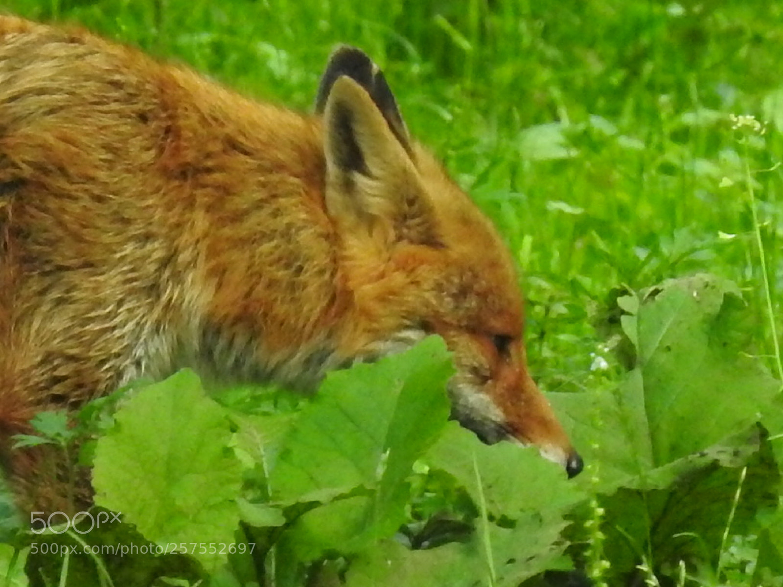 Nikon Coolpix P900 sample photo. Fox photography