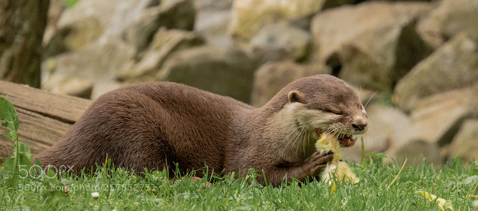 Canon PowerShot G3 X sample photo. Feeding otter photography