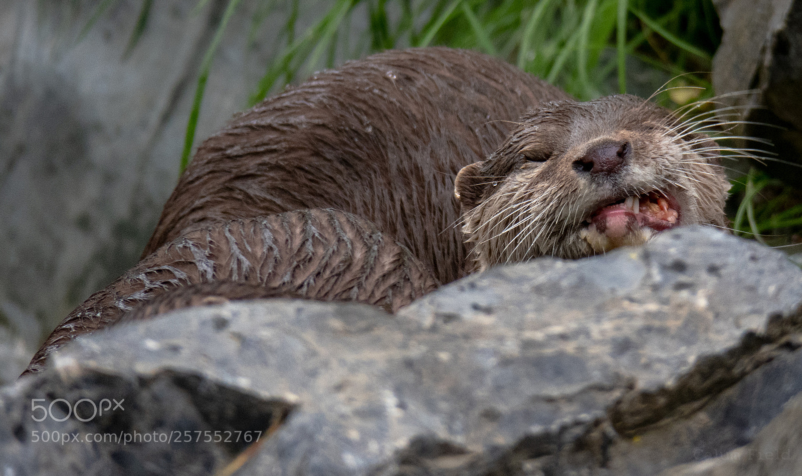 Canon PowerShot G3 X sample photo. An otter enjoying his photography