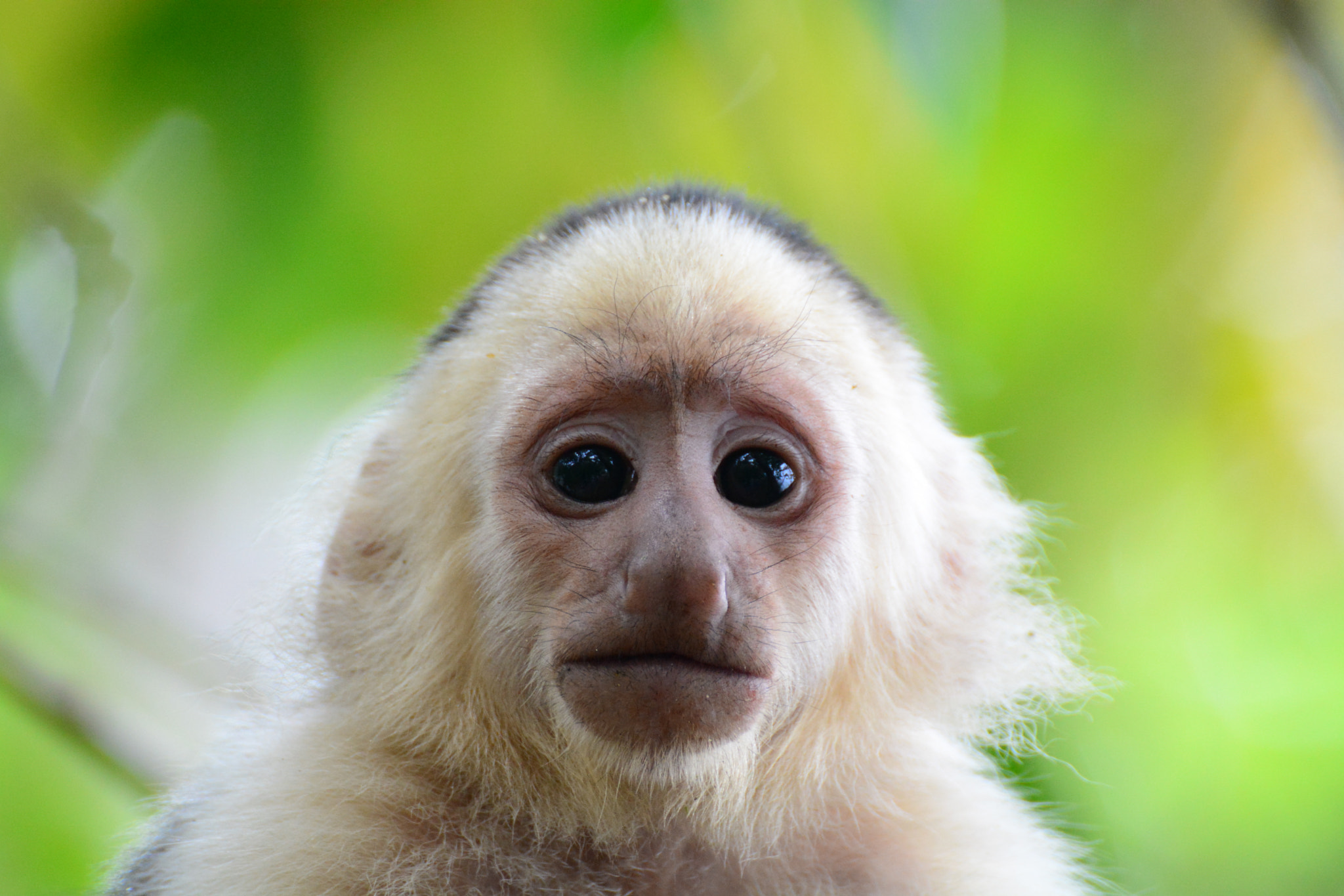 Nikon D5200 + Tamron SP 70-300mm F4-5.6 Di VC USD sample photo. Baby capuchin monkey photography